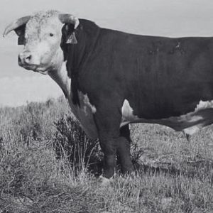 Court Certifies Fed Cattle Producer Class